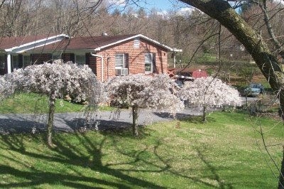 Weeping Cherry Trees.