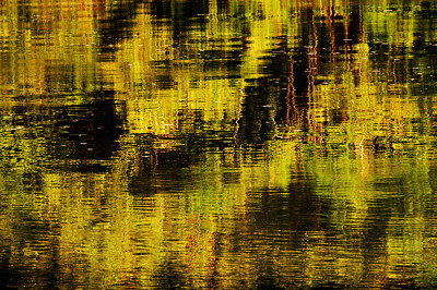 Abstract photo of a forest reflected in Rhône river