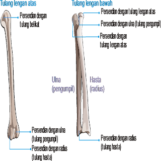 tulang lengan atas dan bawah