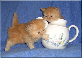 Kucing Teacup Persian