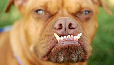 Most Ugliest Dogs in the World Seen On www.coolpicturegallery.us