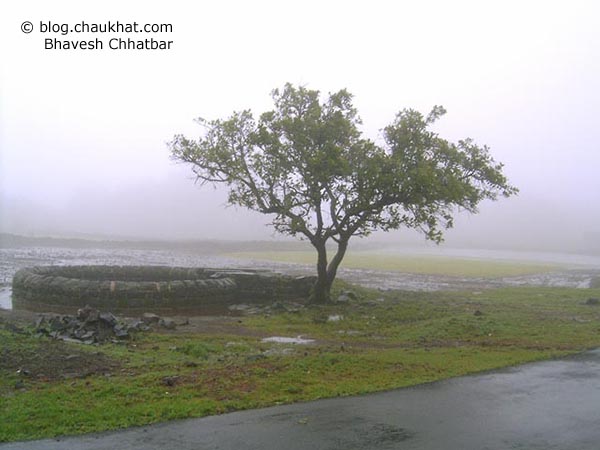 A beautiful roadside tree and a well in the mist of the monsoon time in Bhimashankar where the forest doesn't see the sun for 3 months every year