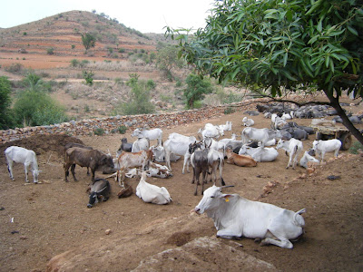 Indian Cows Photo