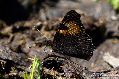 Aglais Urticae - Ortiguera (fotografia-de-naturaleza.blogspot.com)