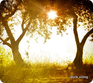 Olive Grove at Sunset