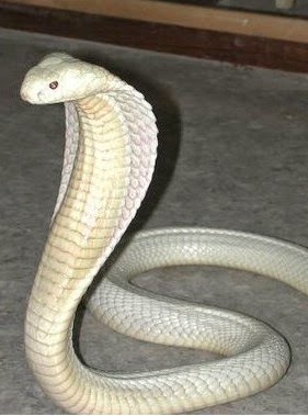Animales Albinos cobra albina
