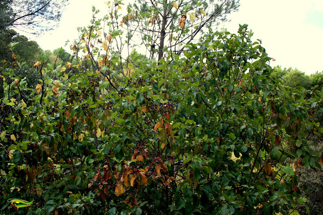 Sendero de la Cuesta de la Traición-El Villar (SL-A-91)