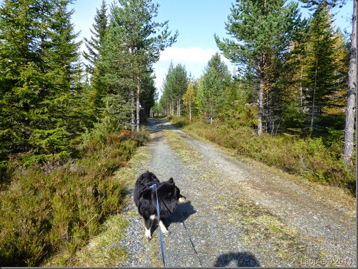 Totenåsen 011