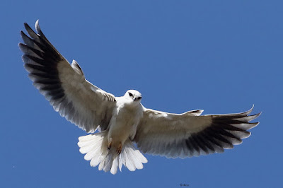 "Black-winged Kite - local migrant,hovering above."
