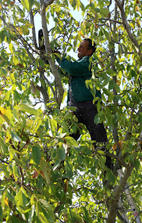 Bekir trimming a tree