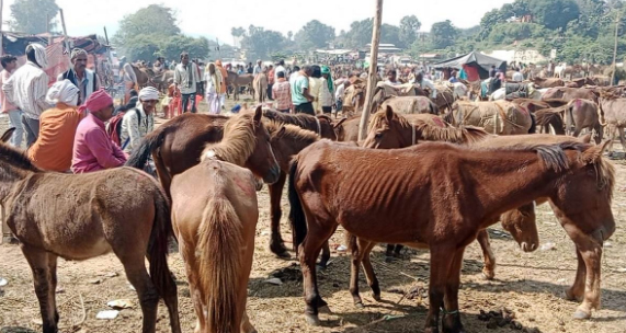 यहां तो गधे भी करते करोड़ों का कारोबार... जाने रोचक कहानी.