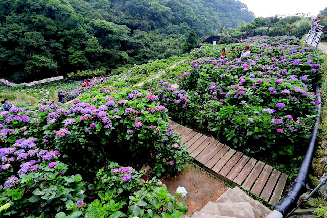 大梯田花卉生態農園 繡球花