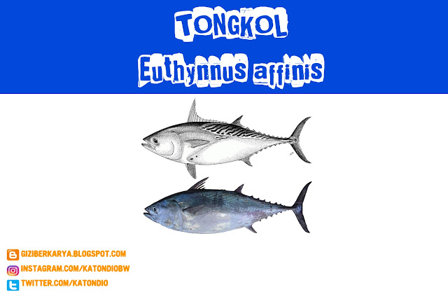 Mackerel Tuna (Ikan Tongkol) (Euthynnus affinis)