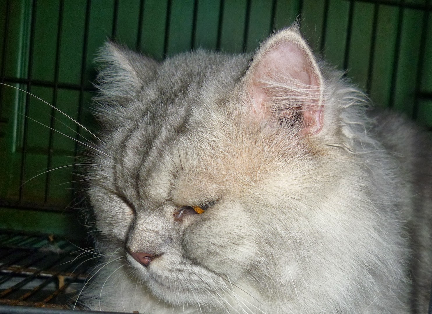 Kucing Utara Rawatan Keracunan Dengan Activated Charcoal
