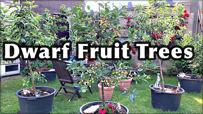 Dwarf Fruit Trees – A Planting Guide For Fruit Trees In Containers