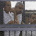 3 Aljazeera journalists sentenced to 3yrs in prison by Egyptian court