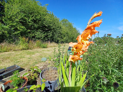 Gladioli