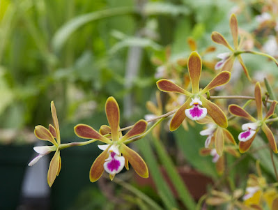 Encyclia tampensis - Florida Butterfly Orchid care