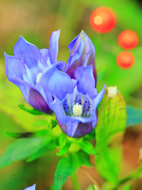 Gentiana scabra