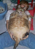 Fat cats