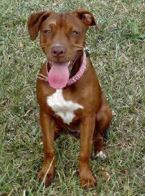 pink nose pitbull