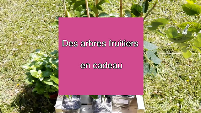 Des arbres fruitiers en cadeau (vidéo)