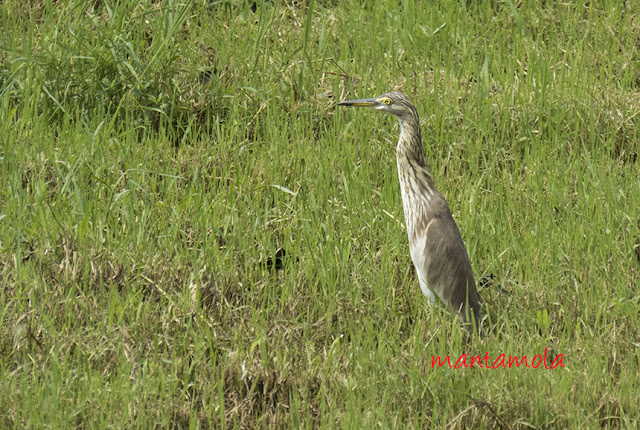 Pond Heron 