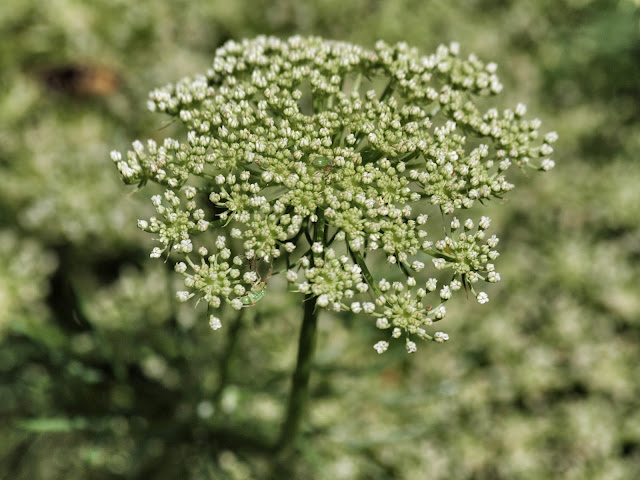 Queen Anne's Lace #snapseed # queenanneslace #centralpark #conservatorygarden