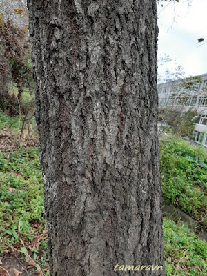 Липа амурская (Tilia amurensis)