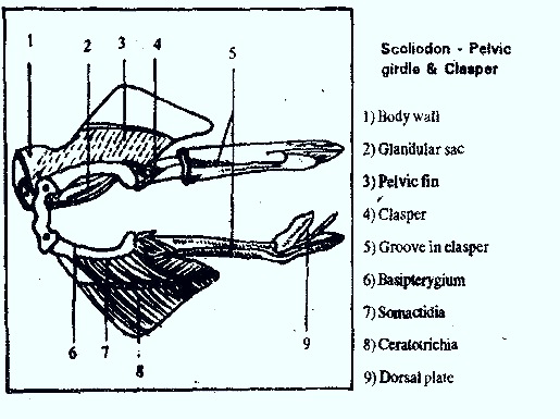 CLASPERS- SHARKS2