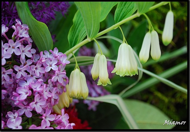 ida-blomster2