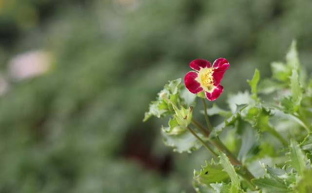 Monkey Flowers