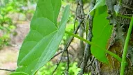 Manfaat dan Khasiat Tanaman Brotowali (Tinospora Crispa L)