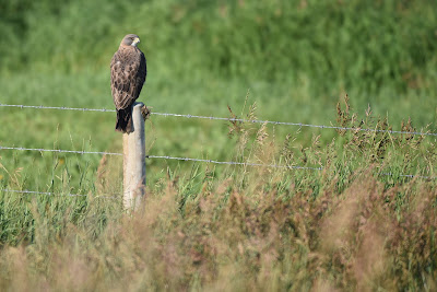 Swainson's Hawk bird Trans Canada Trail.