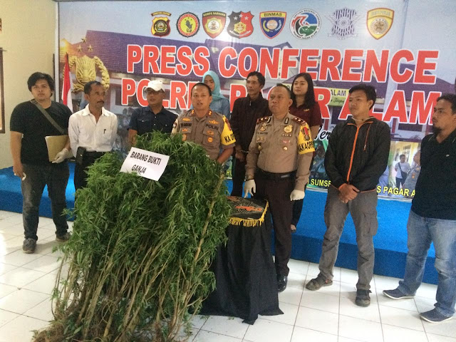 Petani kopi diciduk Polisi Lantaran Tanam Ganja