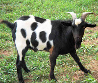 kambing di warak ngendog semarang