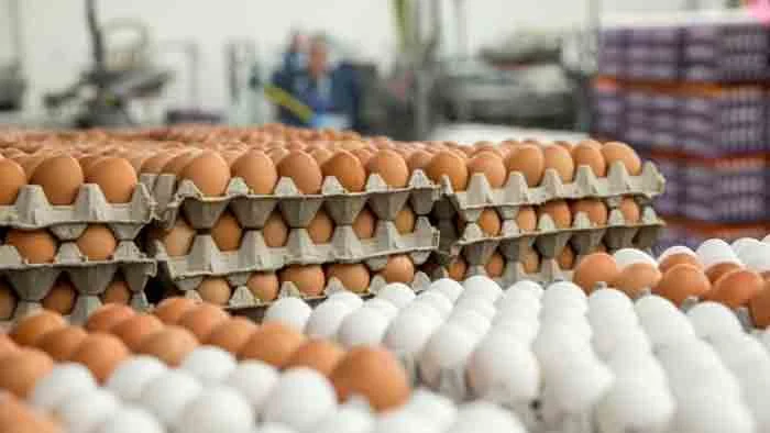 Farmers have temporarily stopped egg exports to Gulf countries, Chennai, News, Business, Export, Farmers, National.