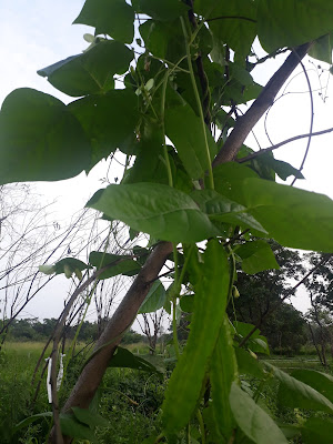 winged-bean