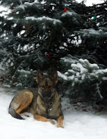 German Shepherd Lying in Snow