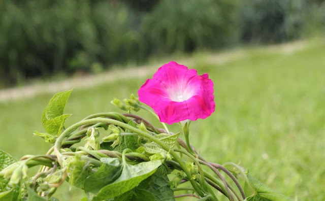 Morning Glory Flowers Pictures