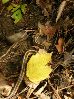 snake on a trail