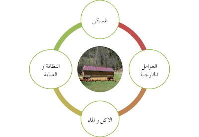 أفضل المراجع لبداية تربية الدواجن