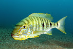 jenis cichlid afrika