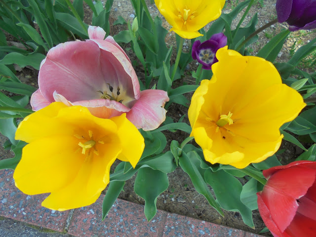 ロイヤルホテル前の歩道の花壇のチューリップ