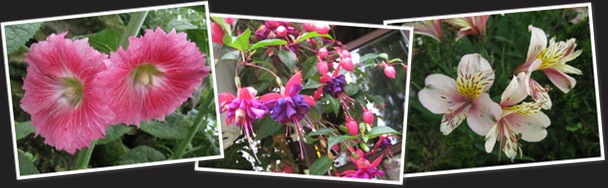 View flowers
