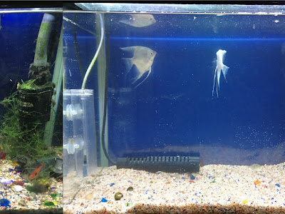 熱帯魚 都内 117775