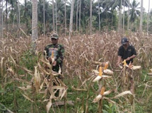 KEPEDULIAN BABINSA DAMPINGI PETANI PANEN JAGUNG 