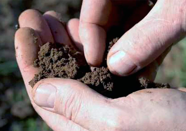 SOIL MICRO-ORGANISM - DISTRIBUTION AND IMPORTANCE
