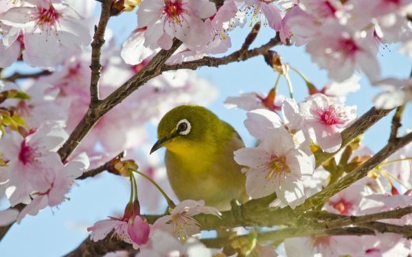 صور أشجار أزهار ساكورا Sakura