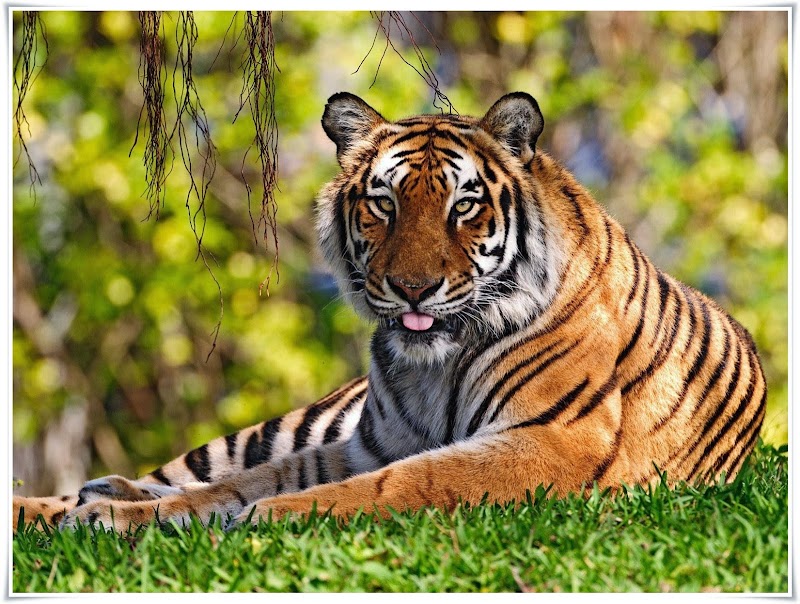 Konsep Baru Gambar Binatang Harimau, Info Penting!